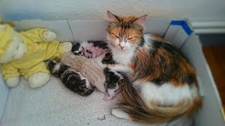 Evolution Des Chatons Jusqu A Leurs 1 Mois Youtube
