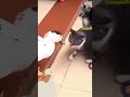 SILENT FIGHT: CAT VS DUCK #florafauna #cute #short #feedshorts