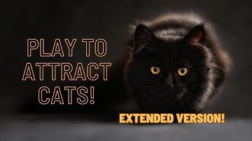 Extended - Play this to attract your cat and make it meow back (Extended Version!)
