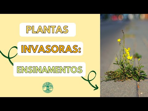 Vídeo: Ervas invasivas - Ervas que podem ser invasivas