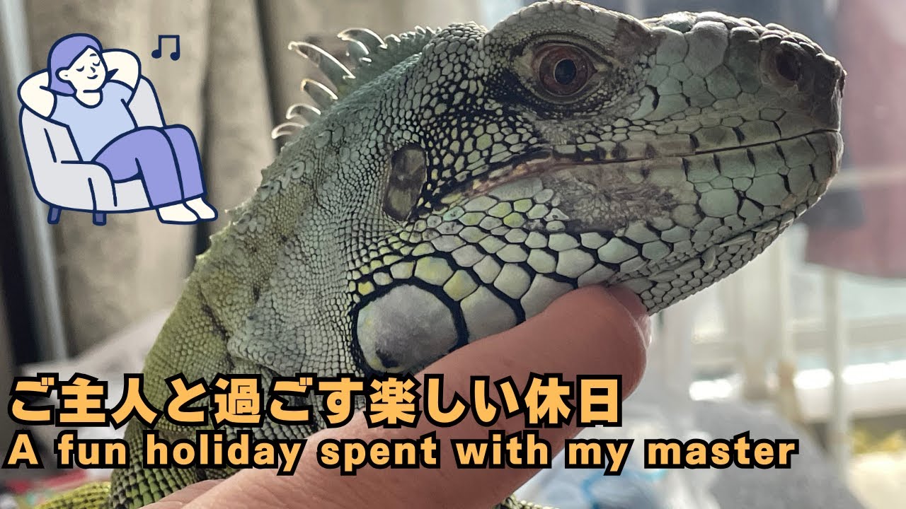 【グリーンイグアナ】ご主人と過ごす楽しい休日~[Green iguana] A fun holiday spent with my master!