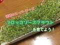 ブロッコリースプラウトを栽培しよう