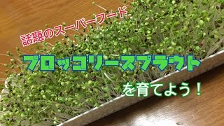 ブロッコリースプラウトを栽培しよう