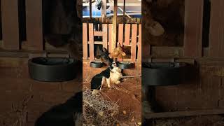 Dog Having a Good Time as Two Loving Cows Lick It