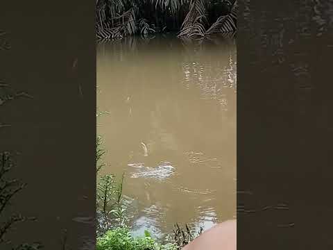 Video câu cá sặc điệp - youtube