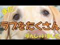 【出来たらすごい】まさかのオチに松本くんガッカリ!? "おすわり"と逆「スタンド」の教え方