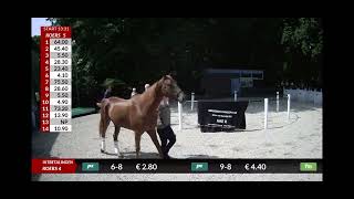 Huldiging Paradepaard Duindigt Van 2024. Onze Nike R