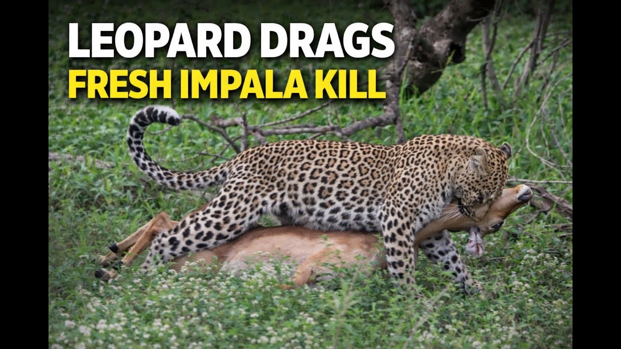 Leopard Drags Fresh Impala Kill Through the Bush | Silent Wildlife Footage