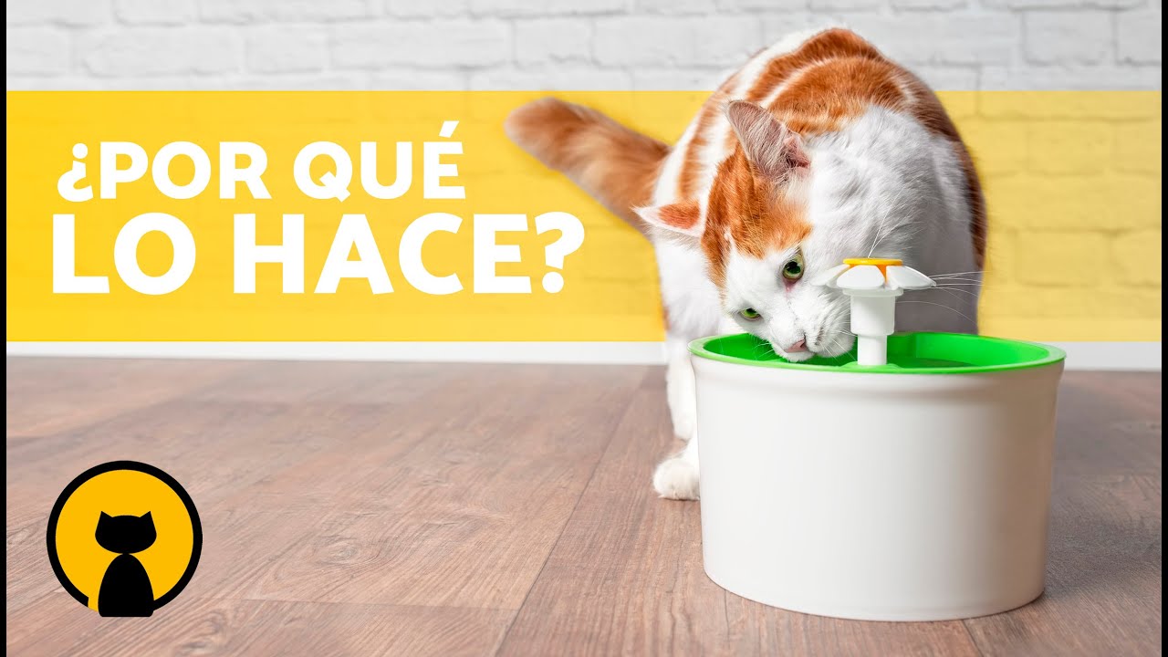 Que significa que tu gato duerma contigo