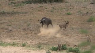 Lions Vs Buffalo The Real Story, Who Is King