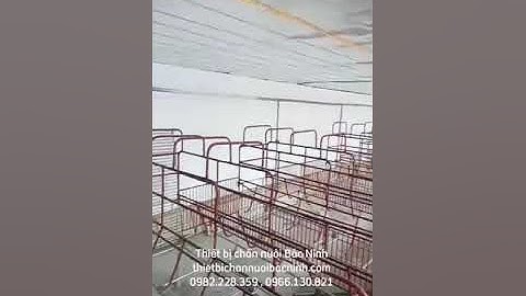 Lắp đặt 200 chuồng heo nái đẻ