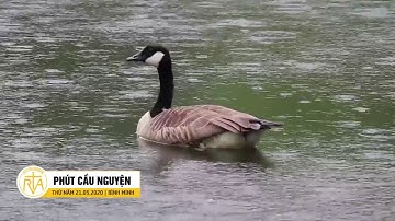 Phút Cầu Nguyện, Thứ Năm 21/04/2020: Mặc Cảm Trí Thức