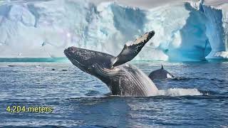 The Forbidden Whale Graveyard Under the Ice Deep Sea Anomaly