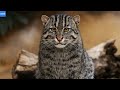 Кот Рыболов – редкий азиатский Хищник! Рыбная кошка в Деле!