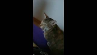 Yawning Oriental Shorthair Cat Slow Motion by Nymphelita 57 views 5 years ago 7 seconds