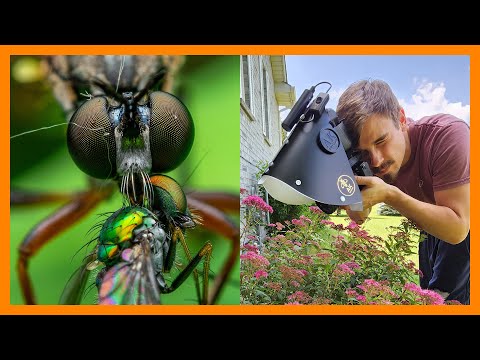 Insect Macro Photography | New Diffuser