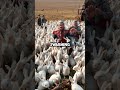 Napoleon’s Epic Bunny Attack: Emperor Flees Furious Rabbits! 🐇🔥