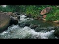 Peaceful River Flowing Through a Quiet Forest – Gentle Nature Sounds for Deep Sleep and Study Focus.