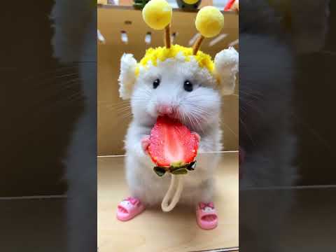 هامستر يأكل فراولة