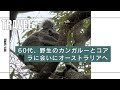 60代、野生のカンガルーとコアラに会いにオーストラリアへ