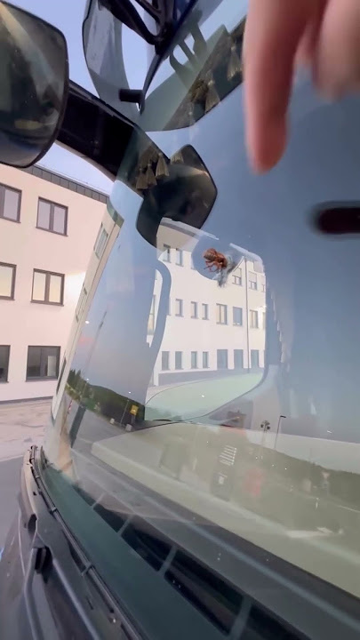 Bee smashes windshield