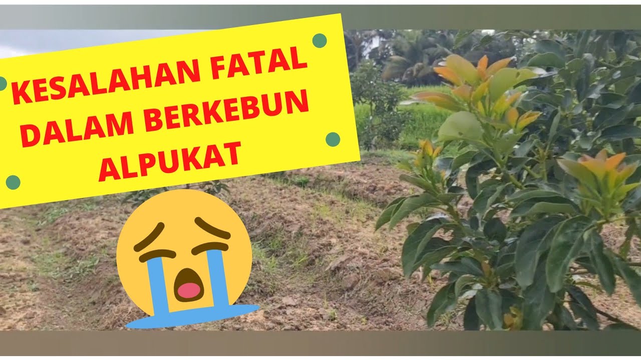Kesalahan fatal kebun alpukat Hallo Farmer❌❌| saluran irigasi kebun| pengaturan air kebun alpukat❗❗❗