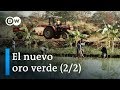 Tierras de cultivo: el oro verde (2/2) | DW Documental