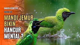 Stop Sunbathing Wrongly! Here's How to Care for Green Magpie Robins to Quickly Boost Their Power ...