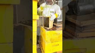 Come check out our bee installation #alaska #beekeeping