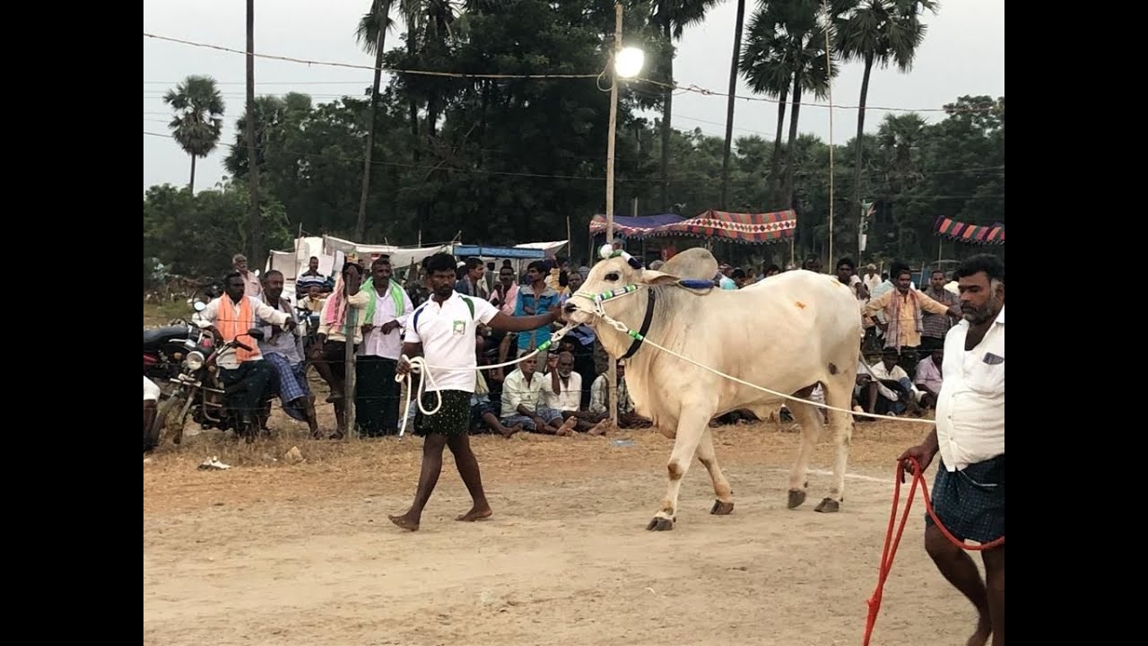 2022-Narakoduru-6 teeth-2nd place-Siddamshety. Samrajam, Pathamallayapalem (V), Guntur Zilla-3940.09