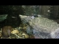 Jaydog's 1st GoPro Video!