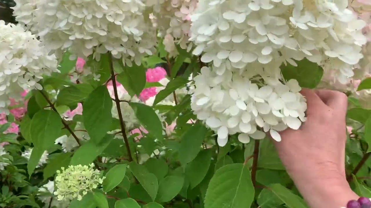 Знакомимся с моими гортензиями- Magical Candle Sweet Summer и Magical Candle Borkraflame.