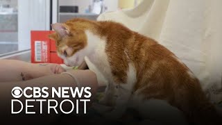 Furry Friday: Meet Wilfred the cat and Fanta the dog