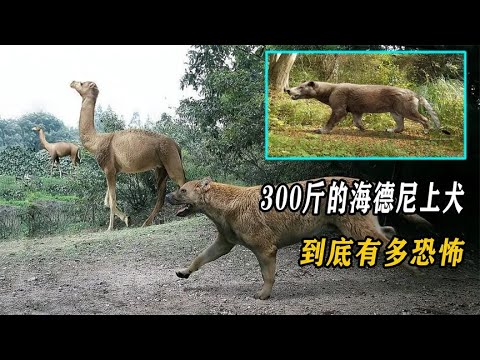 体重近300斤的海德尼上犬，唯一可以与老虎叫板的犬科动物