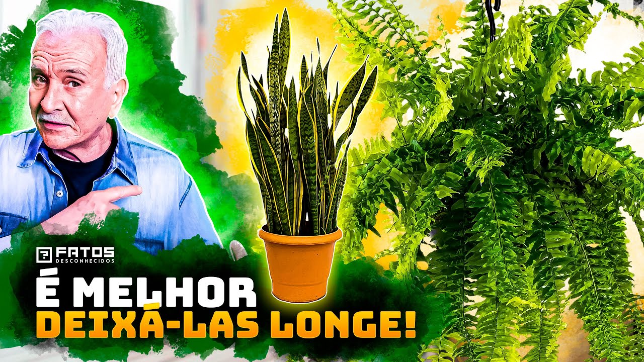 10 Tipos de plantas que atraem o azar para dentro de sua casa