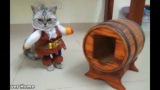 Cat Walking In Pirate Costume Cat In Costumes  | Funny Cat Vines 2017 | Meo Cover Home