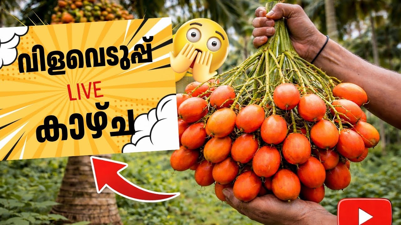 കവുങ്ങ് കൃഷിയിൽ നിന്ന് ലക്ഷങ്ങൾ? 💰🌴