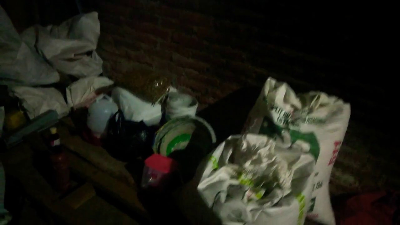 Ayam Pejantan Umur 53 Tidak Dikasih Pakan Pagi ternak ayam bangkok