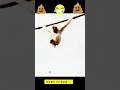 Monkey Poo💩💩💩 #funny #laugh #shorts #monkeyfunny #youtubeshorts #memes #shortvideo #stutas #hashow