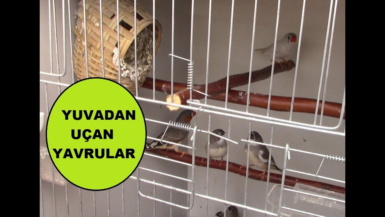 Hint Bülbülü Yavrularım Yuvadan Uçtu ! Kızımın İzin verdiği kadar anlatmaya çalışıyorum ☺