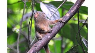 Pygmy Marmoset