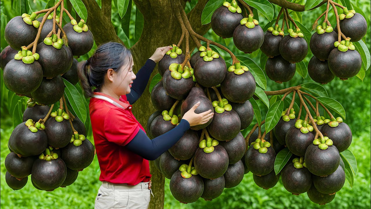 Harvesting Giant Mangosteen To Sell & Cooking Nutritious Chicken Soup | Peaceful Village Life