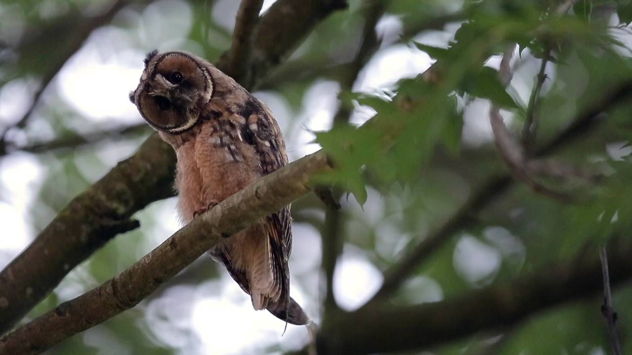 Vroege Vogels - Jonge ransuil 'danst' met z'n kop
