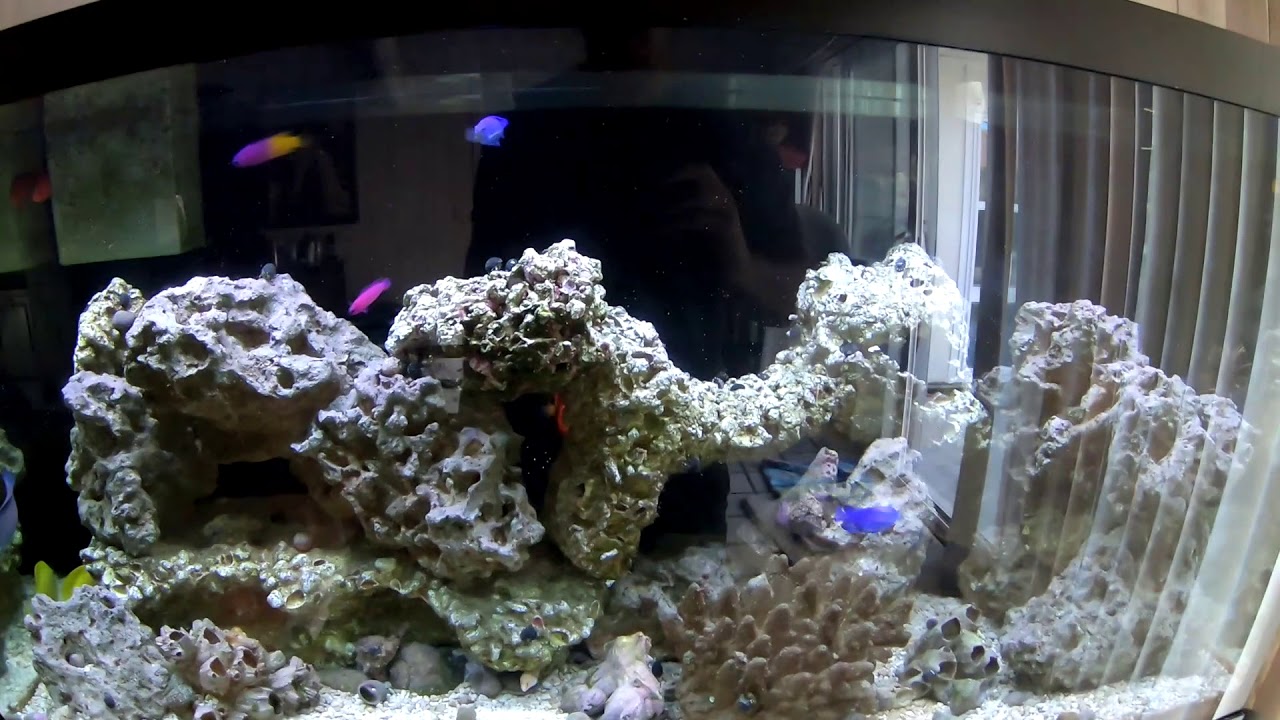 Aquarium Store Depot Review - Algae Turf Scrubber