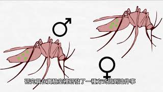 What is Wolbachia ？什麼是沃爾巴克氏體？