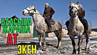 Кардарлар ҮЙҮНӨ Издеп КЕЛГЕН Жоон КАРА БАЙЫР Сатылат Жалалабад 24/01/2021