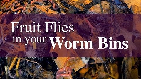 Worm Bin Pests: Fruit Flies
