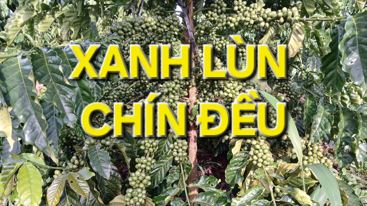 Kỹ thuật điều tiết phân bón cho cà phê xanh lùn chín sớm. MV Nhân Trí