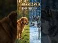 Brave Dog Fights Back Against Wolves #shorts