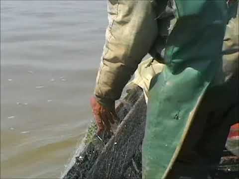 danube river fishing nets Kangdun Collapsible Fish Keeping Net - Rubberized Mesh Basket - Foldable Fish Live Well for Dock & Kayak The Barbarian Invasions forced Roman